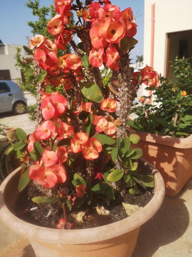 Casa Vacanza Da Samuele San Vito Lo Capo Bagian luar foto